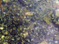 Miniatura della scheda Saperi sulla mitilicoltura